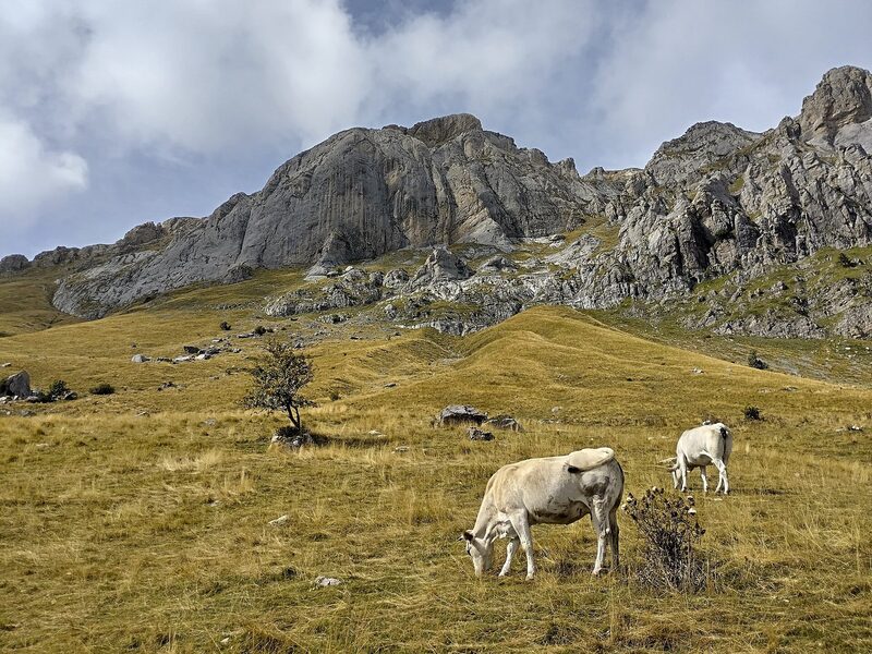 Bovini di razza Piemontese al pascolo, la razza protagonista della Fiera del Bue Grasso di Moncalvo